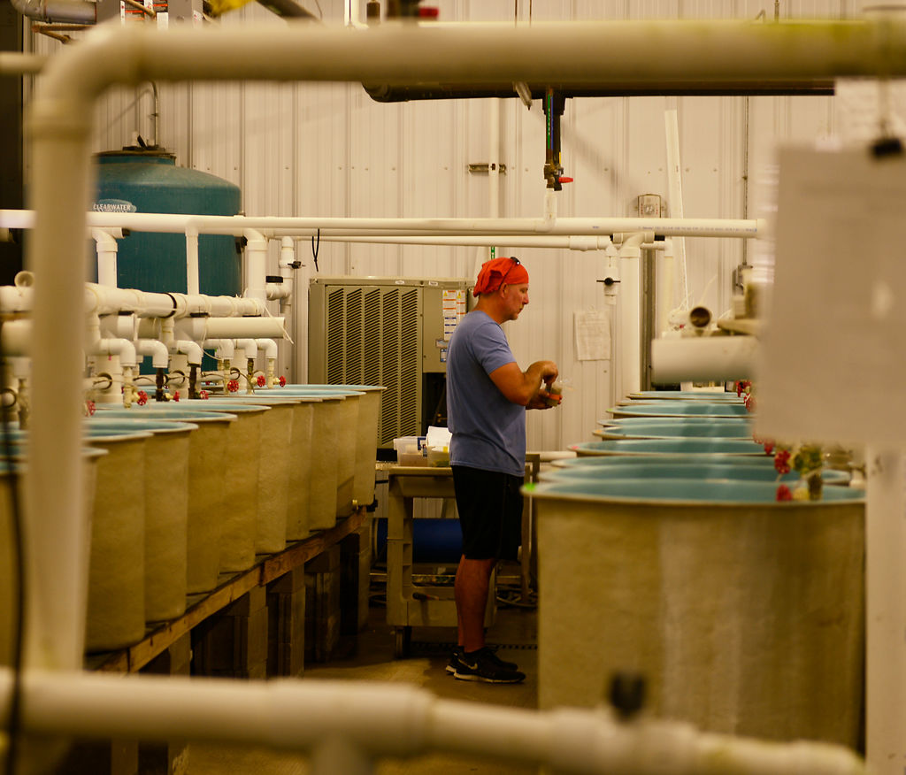 Jeff Rayl works his way down the line of tanks to feed the fish